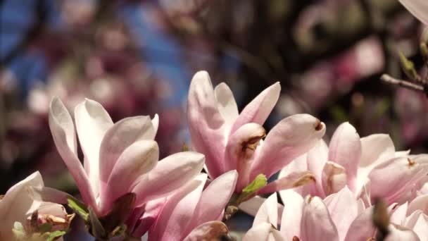 早春に美しいピンクの開花のマグノリアの木 春に花弁を持つマグノリアの花 — ストック動画