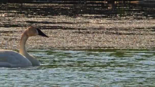 연못이나작은 호수에 외로운 렌즈로 영상을 백조는 무더운 수영을 먹이를 먹는다 — 비디오