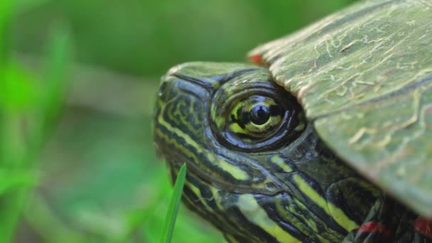 Malet Skildpadde Hviler Skyggen Nær Dam Meget Varm Dag Mest – Stock-video