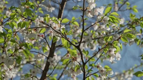 枝には美しい春の桜の花が咲き 桜の小枝が極端に近いです 晴れと新鮮なイースター桜の開花日 — ストック動画