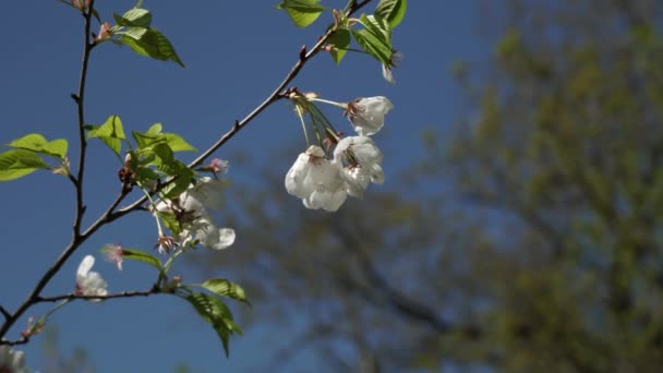 粉色开花结果的樱桃树 樱桃花在春天的时候结满了嫩芽 美丽的樱花 迎风飘扬 枝条飘扬 — 图库视频影像