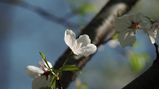 Różowe Młode Otwarte Kwitnące Drzewo Wiśniowe Zbliżenie Kwitnie Wiśnia Gałązki — Wideo stockowe