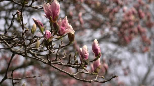 春に花の花びらが風に乗って咲くマグノリアの木の小枝 春の晴れた日に公園の庭でピンクの若い半開きの開花と枝のショットを閉じます — ストック動画