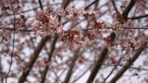 Pink Young Open Blooming Cherry Tree Close Cherry Blossoms Twigs — Stock video