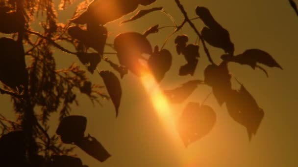 黄色のオレンジ色の光の効果と太陽の漏出を設定した映画の太陽へのカメラの動き 暑い夏と熱波について エピックゴールデンアワーでの大きな黄色い太陽のディスク設定 大きな丸い太陽の円のクローズアップビュー — ストック動画
