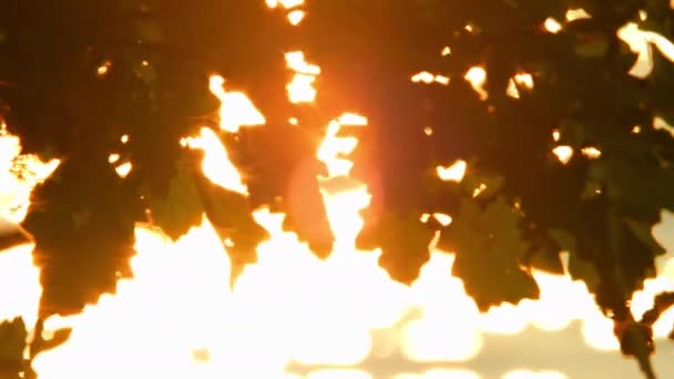 Romantický Pohled Dubové Větve Jezera Vodu Jako Oheň Při Epickém — Stock video