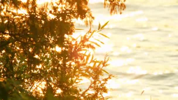 浪漫的湖水景观和植物在荒无人烟的荒原上 金色的黄昏 晚火如水的宁静魅力 柔和的金色光芒 浪漫的氛围 — 图库视频影像