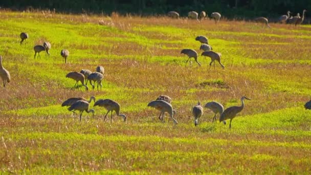 北アメリカの湿地や草原の近くで食料を生産する牧草地の砂丘クレーン サンドヒル クレーンは背の高い鳥類の一つである 彼らの食事療法は植物 小さな脊椎動物です — ストック動画