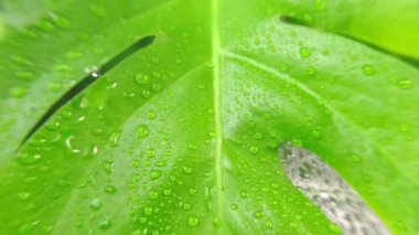 Yağmur damlalı tropikal yeşil yaprak yağmur ormanlarından ya da bahçelerden gelen Monstera çiçeklerini yakından çek. Arkaplanda yağmur damlaları bırakır. Tropikal yağmur ormanı. Seçici odak.