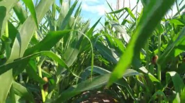 Close up of growing young maize of corn seedling plants cultivated on agricultural countryside farmland. Inspection of crops on sunny day. Walk and movement in green corn field. Food agriculture.