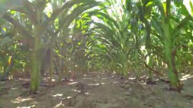 Corn maize close up, agriculture field, young green corn seedling crops, sprouts, and shoots planted in rows in the farm. Inspection of soil ground and health of roots with stems. Growing corn.