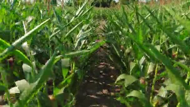 夏の黄金の時間に新鮮な若いトウモロコシ畑の作物を渡って歩きます 農業と食品トウモロコシの穀物検査 緑のトウモロコシのラッシュと茎 — ストック動画