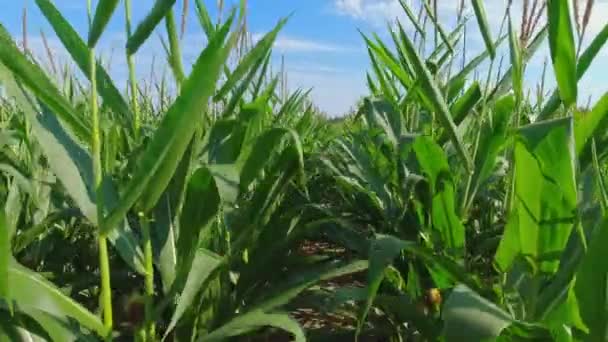 Close View Green Beautiful Fresh Corn Leaves Blue Sky Sunny — Video Stock