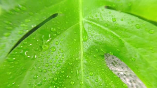 Βροχή Πέφτει Στα Πράσινα Φύλλα Της Ζούγκλας Επιλεκτική Εστίαση Σταγόνες — Αρχείο Βίντεο