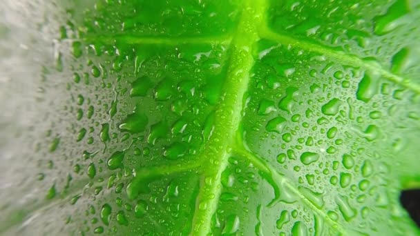 Πράσινο Φύλλο Σταγόνες Βροχής Καλοκαίρι Από Δάσος Ζούγκλες Βρέχει Νερό — Αρχείο Βίντεο