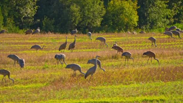 北アメリカの湿地や草原の近くで食料を生産する牧草地の砂丘クレーン サンドヒル クレーンは背の高い鳥類の一つである 彼らの食事療法は植物 小さな脊椎動物です — ストック動画