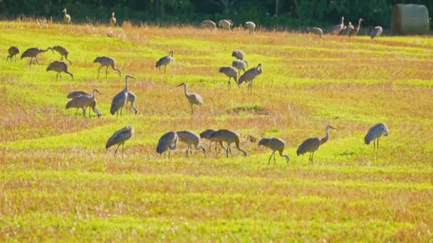 Sandhill Cranes Bij Weide Zoek Naar Voedsel Buurt Van Wetlands — Stockvideo