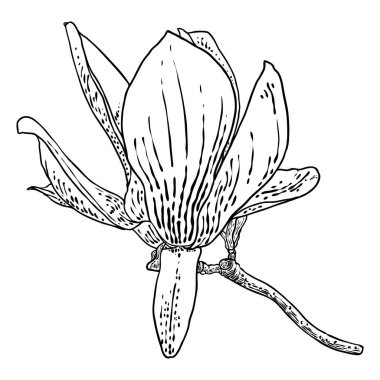 Manolya başı dalda. Bahar çiçeği açar. Ormandaki ya da parktaki gerçek ağaçtan yapılan botanik çizimleri. Manolya, dalın üzerinde çiçek açar. Beyazın üzerinde izole bir şekilde. Vektör.