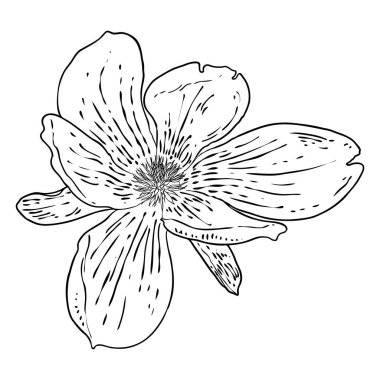 Manolya çiçeği kafası beyazda izole edilmiş. Manolya 'nın üst tarafındaki açık bahar çiçekleri, el yapımı. Vektör.