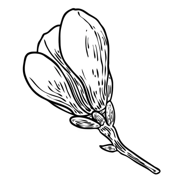 Magnolia Fiore Foglie Disegno Illustrazione Fioritura Sul Ramo Modelli Creatore — Vettoriale Stock