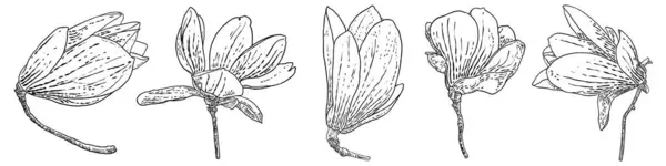 Set Fiori Magnolia Foglie Disegno Illustrazione Manifesti Invito Disegno Biglietto — Vettoriale Stock