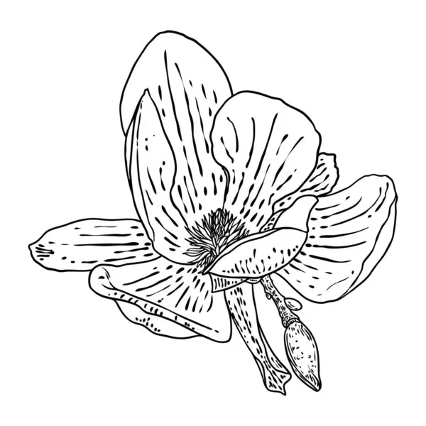 วดอกแมกโนเล ยแยกจากส ขาว มมองด านบนของแมกโนเล ยเป ดฤด ใบไม บานวาดด วยม — ภาพเวกเตอร์สต็อก