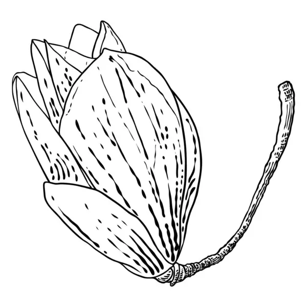 Magnolia Testa Sul Ramo Fioritura Fiori Primaverili Illustrazione Botanica Fatta — Vettoriale Stock