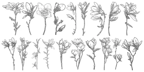 Magnolia Flower Drawings Set Sketch Floral Botany Twigs Real Tree — 图库矢量图片#