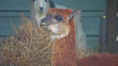 Llama ya da Alpaca çiftlikte etrafa ve kameraya bakıyor. Filtresiz, doğal akşam ışıklarıyla. Şirin Alpaca ya da Llama yemek ve saman çiğnemek. Çiftlik Lama portresi yavaş çekim yakın çekim.