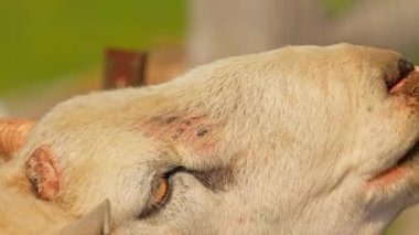 Komik koyunlar dilini turistlerin ellerinden taze sebze yerken gösteriyor. Hayvanları beslemek turistler, yaz tatili ve eğlence için. Yavaş çekim.