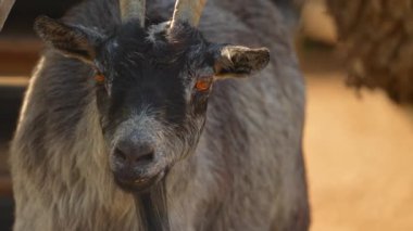 Keçi sakallı komik ve garip bir şekilde kameraya bakıyor. Yaz günü çiftlikte boynuzlu gri keçi, hayvan portresi..