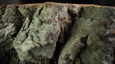 Kol lifinin yapısı ve ağaç gövdesinden kopmuş ağaç kabuğu. Yakıt olarak kullanılan bitkisel kütle materyali. Gerçek ahşap haç kesiminin fiber ve mantar dokusunun yakın görüntüsü. Organik arkaplan.