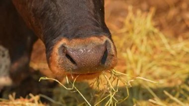 İnek burnu ve dudakları yavaş hareket ediyor. Kanada 'da yazın samanlıkta otlayan sığır ineği. Kahverengi benekli Longhorns buzağı portresi. Kırsal kesimde çimen çiğneyen sevimli, dost canlısı bir hayvan. Çiftçilik.