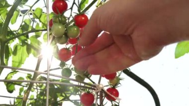 Bahçıvan ya da çiftçi kendi ekinlerinden kiraz domatesi topluyor. Dalın üzerinde kırmızı organik domatesler var. Erkek eli olgun vişneli domates topluyor. Organik tarım ve sebze bahçesi.