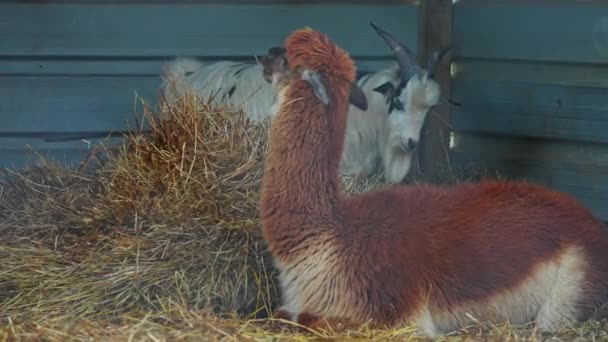 Funny Pair Goat Goatee Llama Alpaca Farm Hey Hairy Fuzzy — Stock Video