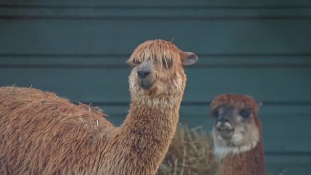 Llama Alpaca Farm Looking Camera Unfiltered Natural Evening Lighting Cute — Stock Video