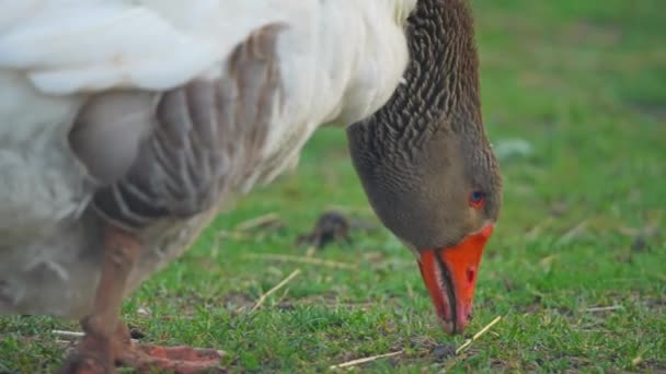 白と茶色の国内農場のグースは草に餌を与えています 家畜の鳥 ゆっくりとした動き — ストック動画