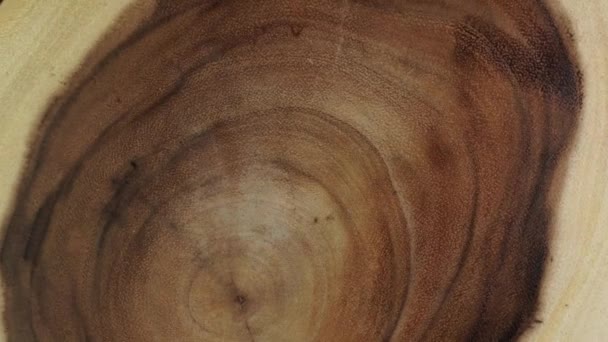Secção Transversal Árvore Com Anéis Idade Peça Circular Madeira Corte — Vídeo de Stock
