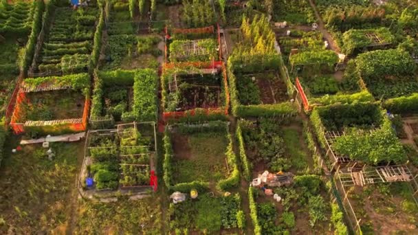 Αστική Κηπουρική Στην Πόλη Λαχανόκηπος Για Καλλιέργεια Και Καλλιέργεια Βιολογικών — Αρχείο Βίντεο
