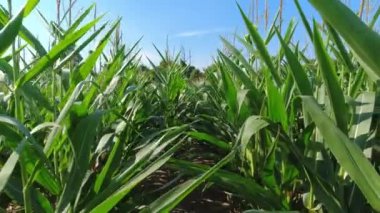 Güneşli yaz gününde mısır tarlası. Yeşil tarım mısır tarlası. Taze taze mısır tohumu ekili Amerikan kırsal arazisi.