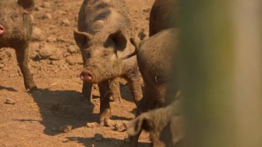 Domuzlar açık çiftlikte ağır çekimde, sıcak yaz akşamında. Çiftlik çamurunda komik pis domuzlar. Serbest çiftlikte evcil domuzlar var. Ağır çekimde hayvanlar portresi. Çiftlik hayvanları tarımı