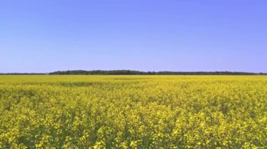 Arial view of the rapeseed field at countryside summer season. Canola plant yellow background. Agricultural landscape. Canola oilseed crop for industry and culinary.