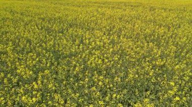 Hovering over yellow rapeseed field, aerial view of blooming canola field flowers. Mustard Flowers farming and harvesting.