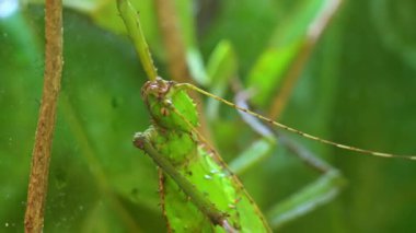 Dikenli şeytan Eurycantha calcarata dişi yeşil böcek. Walkingsticks Melanesia 'nın türleri. Orman dikenli, yeşil, dev, dikenli çubuk böceği kapatın. Yapraklarda, ılık nemli yağmur ormanlarında bulunur..