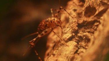 Kayanın üzerinde uzun bıyıklı bir çekirge. Makro, endüstriyel gıda çiftliği için çekirgeleri kapat. Protein tozu için kullanılan çekirge böcekleri alternatif gıda veya gelecekteki gıda üretimi ve araştırmaları için.