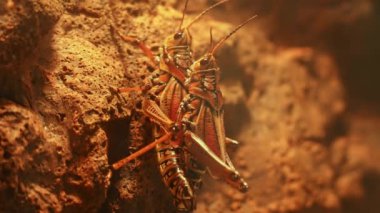 Çekirge ya da Çekirge böceği makrosu kur yapma ve çiftleşme sürecini kapatır. Çekirge ya da çekirge böcekleri yüksek protein tozu alternatif gıda ya da gelecekteki gıda üretimi ve araştırmaları için kullanılır..