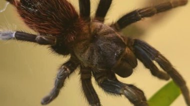 Gül saçlı tarantula ya da Şili ateş tarantulası yavaşça hareket ediyor. Kıllı vücudun ve bacakların sürünmesinin makro görüntüsünü çek. Hobi ve örümcek fobisi ya da böcek fobisi korkusu. Ürkütücü yaratık..