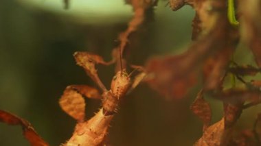 Thorny Devil Stick Eurycantha calcarata erkek gece böcek türü Walkingsticks. Gün boyunca bitkilerin altında hareketsiz bir şekilde saklanıyorlar. Yapraklar ya da kamuflaj böcekleri. Melanezya.