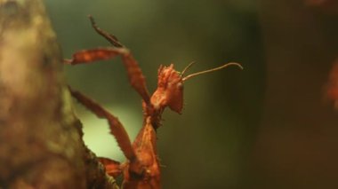 Thorny Devil Stick Eurycantha calcarata erkek gece böcek türü Walkingsticks. Gün boyunca bitkilerin altında hareketsiz bir şekilde saklanıyorlar. Yapraklar ya da kamuflaj böcekleri. Melanezya.