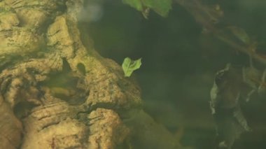 Yaprak yiyen karınca yuvayı yapmak için kolonisine yaprak taşıyor. Yaprak Kesen Karınca 'nın yağmur ormanlarında izne ayrılan makro görüntüsünü kapatın..